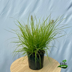 Pennisetum alopecuroides Lumen Gold