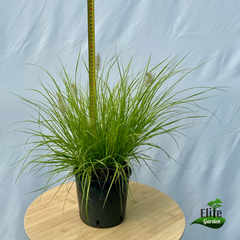 Pennisetum alopecuroides Lumen Gold