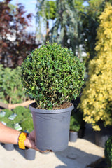 Buxus bilă 20-25 cm, C3- Buxus sempervirens