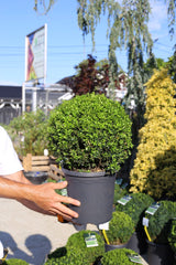 Buxus bilă 30-35 cm , C7 - Buxus sempervirens