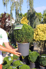 Buxus bilă 30 cm, C5 - Buxus sempervirens