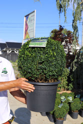 Buxus bilă 40-45 cm, C15 - Buxus sempervirens