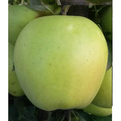 Mar Golden Spur (Goldspur)