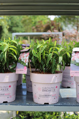 Hydrangea Groundbreaker® BlushTM