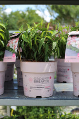 Hydrangea Groundbreaker® BlushTM