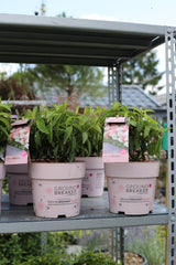 Hydrangea Groundbreaker® BlushTM