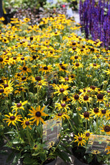 Rudbeckia fulgida ‘Little Goldstar’