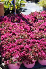 Sedum spurium ‘Spot On Deep Rose’