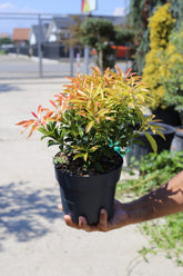 Pieris ‘ Forest Flame’