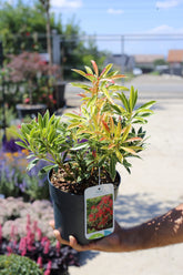 Pieris ‘ Flaming Silver’