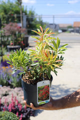 Pieris ‘ Flaming Silver’