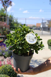 Azalee albă - Rhododendron Azalea ‘Maischnee’