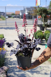 Heuchera ‘Timeless Night’