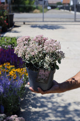 Sedum telephium ‘Seduction La Vie en Rose’
