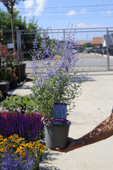 Salvie rusească - Perovskia atriplicifolia ‘ Blue Spire’