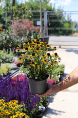 Rudbeckia fulgida ‘Little Goldstar’