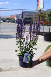 Salvie nemorosa ‘Caradonna’