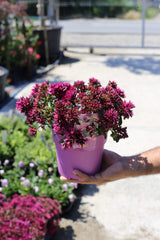 Sedum spurium ‘Spot On Deep Rose’