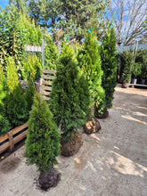 Thuja occ. Smaragd la balot