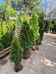 Thuja occ. Smaragd la balot