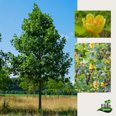 Arbore de lalea la balot