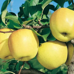 Mar Golden Rezistent