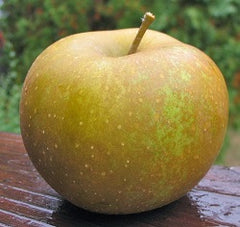 Mar Renette de Canada