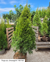 Thuja occ. Smaragd la balot
