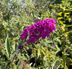 Liliac de vara roz - Buddleja davidii