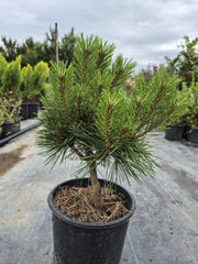 Pinus Mugo