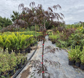 Arțar japonez - Acer Palmatum Dissectum