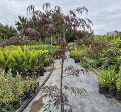 Arțar japonez - Acer Palmatum Dissectum
