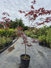 Arțar japonez - Acer Palmatum Atropurpureum