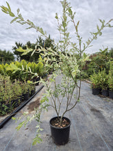 Salcie Japoneza - Salix 'Hakuro Nishiki'