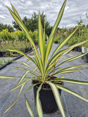 Yucca 'Color Guard'