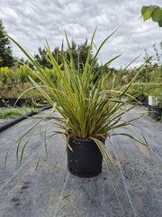 Carex Morrowii 'Everglow'