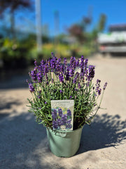 Lavanda- Lavandula angustifolia Hidcote