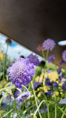 Scabiosa columbaria 'Butterfly Blue'