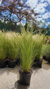 Stipa tenuissima 'Pony Tails'