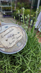 Lavanda alba - Lavandula angustifolia 'Arctic Snow'