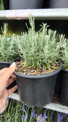 Lavandă de bumbac - Santolina chamaecyparissus 'Lambrook Silver'