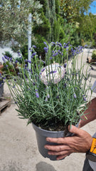 Lavandula angustifolia 'Munstead'