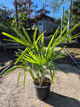 Palmier Chamaerops Excelsa