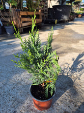 Cupressocyparis leylandii