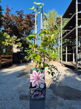 Clematis ‘Nelly Moser’