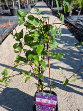 Clematis ‘Jackmanii’