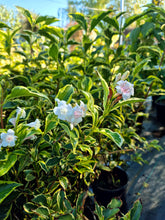 Weigela ‘Nana Variegata’