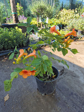 Trompetica turcului - Campsis radicans