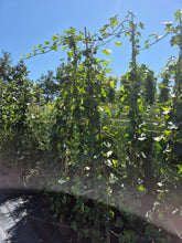 Iedera irlandeza - Hedera hibernica