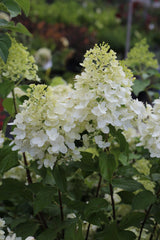 Hydrangea paniculata ‘Limelight’